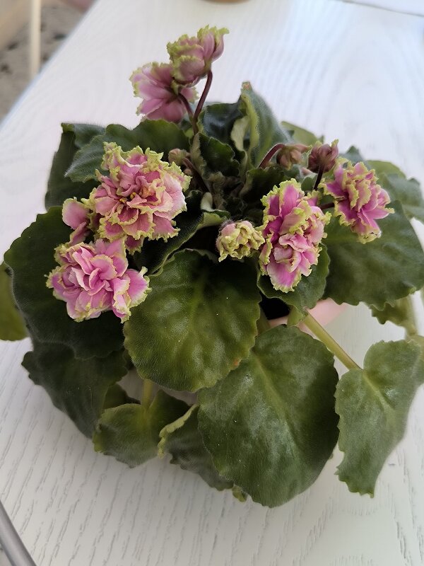 Мои фиалочки. - Ольга 