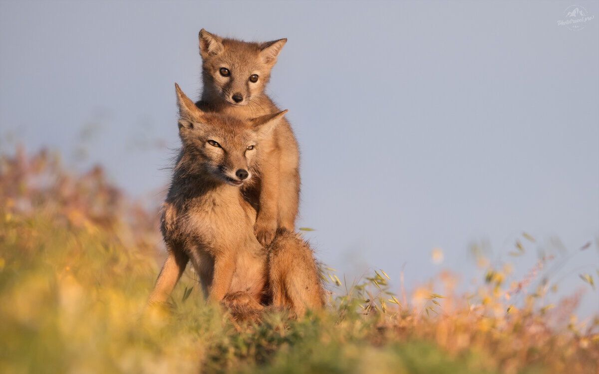 Ушастый балласт - Влад Соколовский