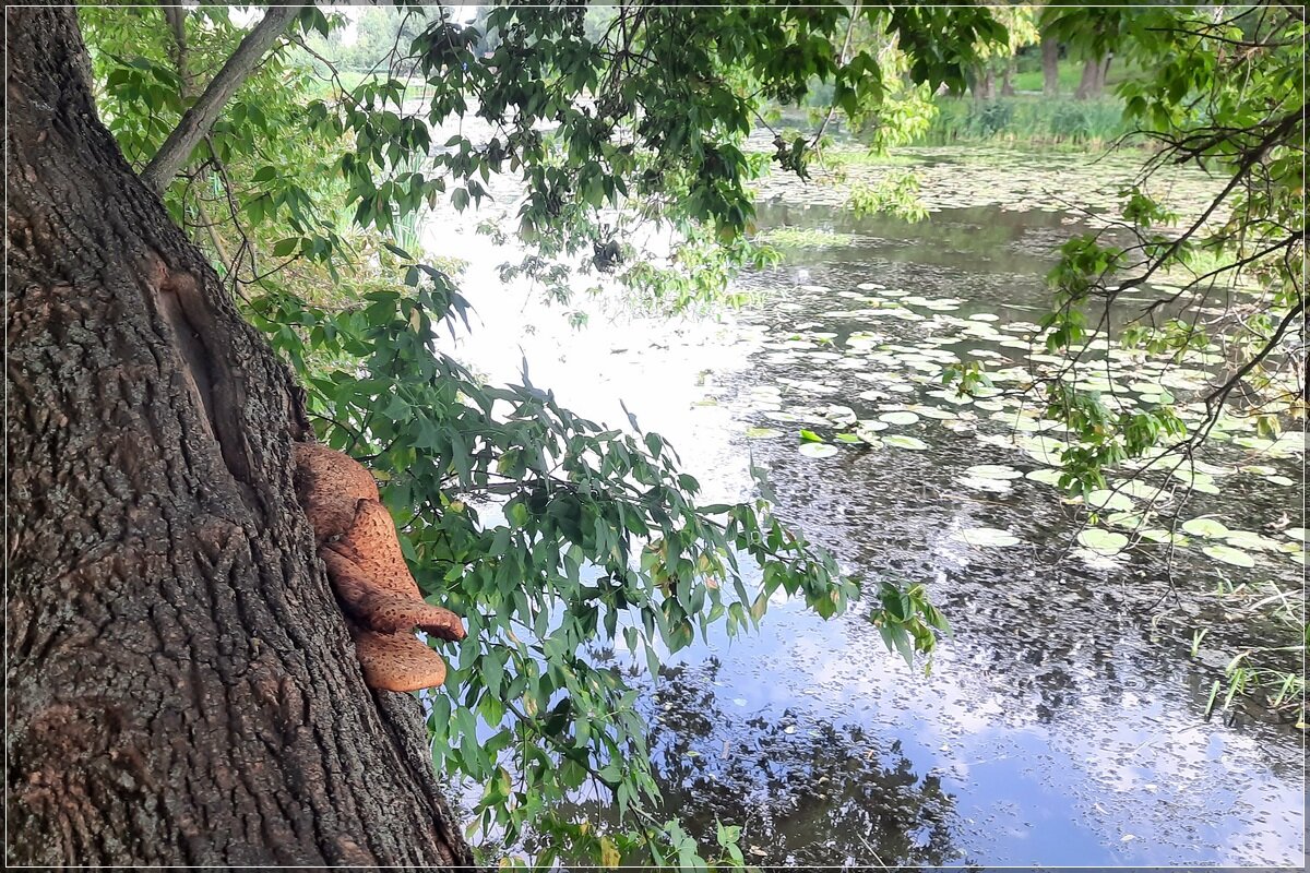 „Грибное" дерево - Сеня Белгородский