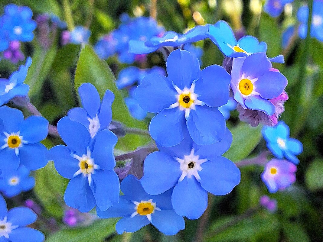 Незабудки - Наталья 