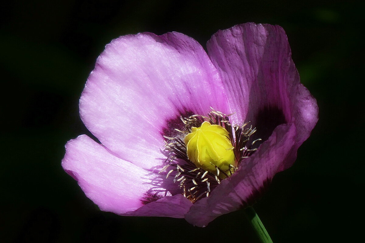 Мак садовый... - Владимир Шошин