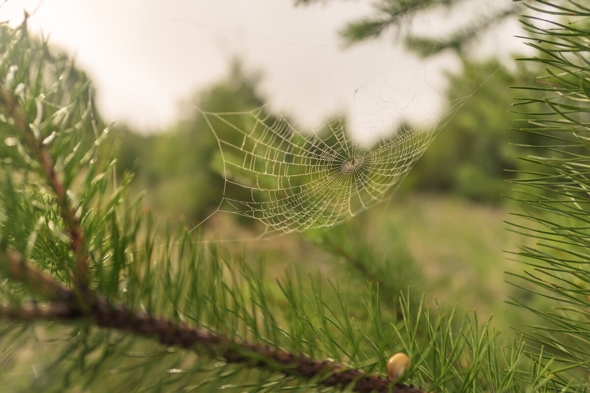 Сети - sorovey Sol Сети - sorovey Sol