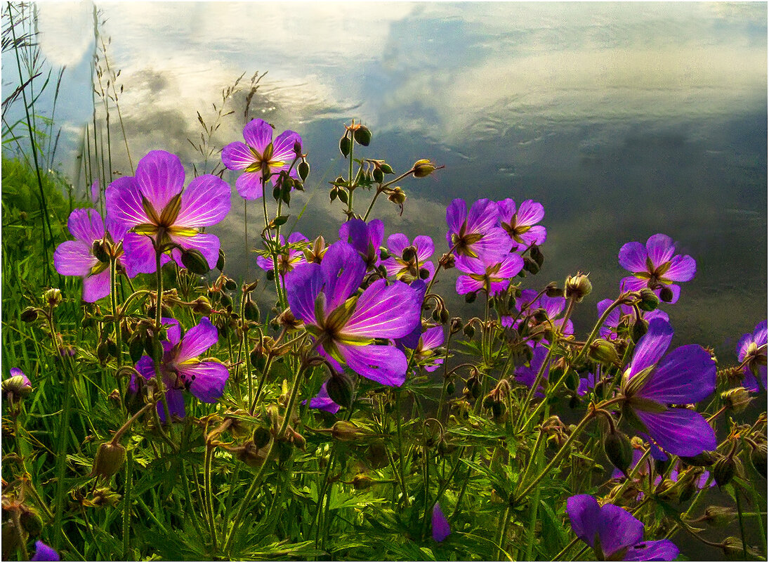 Летнее утро - Валентин Котляров