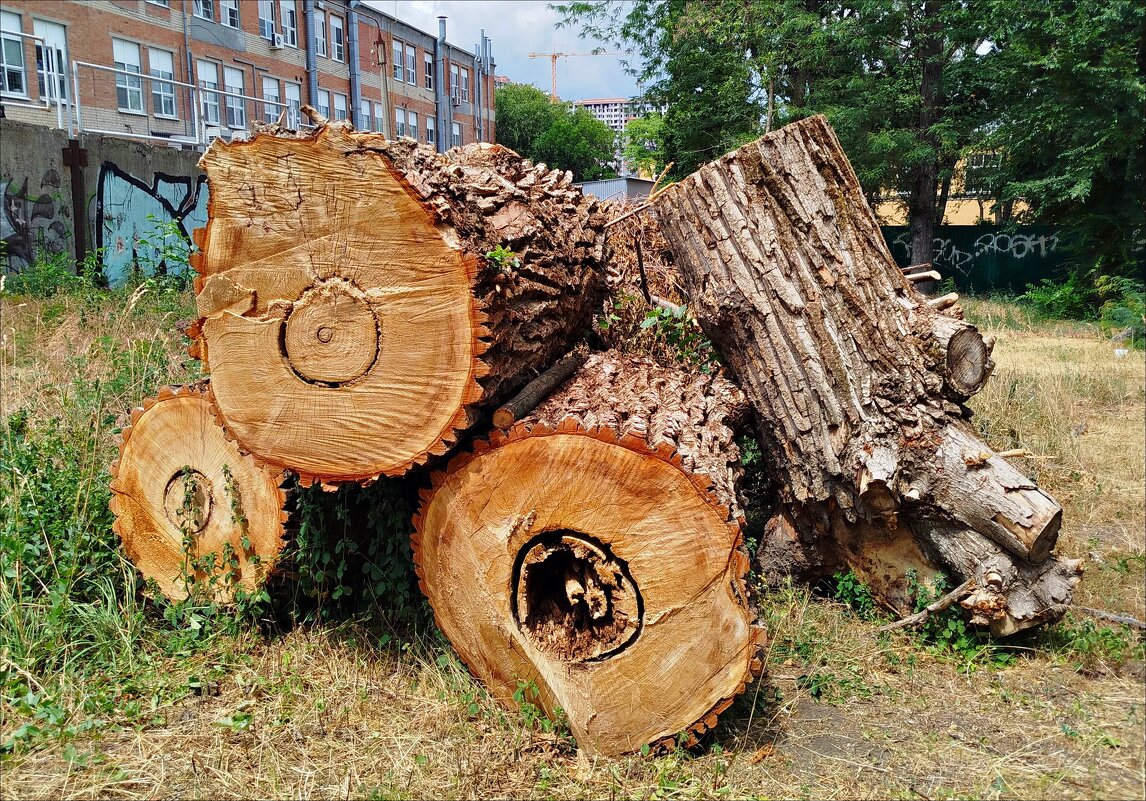 Кольца жизни! - Надежда Кольца жизни! - Надежда