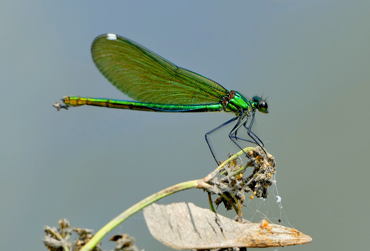 вчера на балу красоток 1 - Александр Прокудин