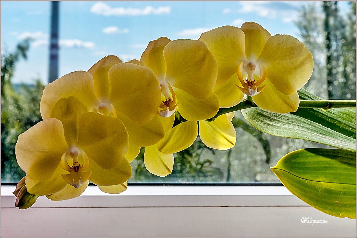 Про орхидею... - Aquarius - Сергей