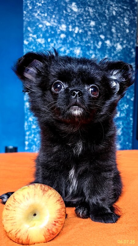 Щенок Люсенька. - Светлана 13.06.