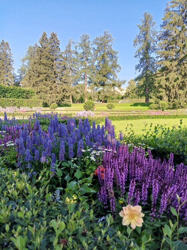 Цветник - Сапсан 