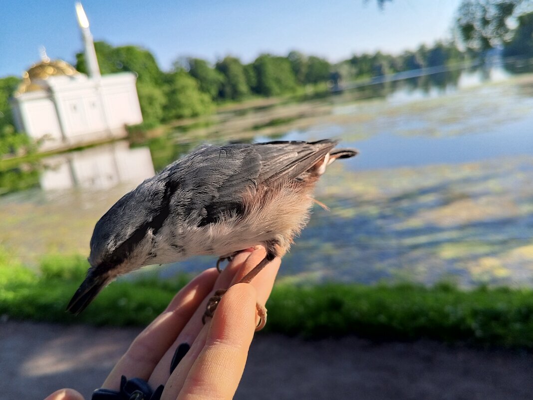 Поползень - Сапсан 