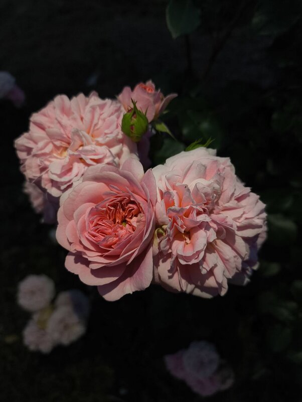 Розочка - Лейла Башилова