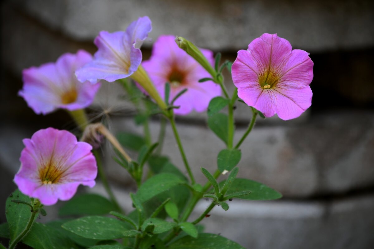 Петуния** - Татьяна Евдокимова