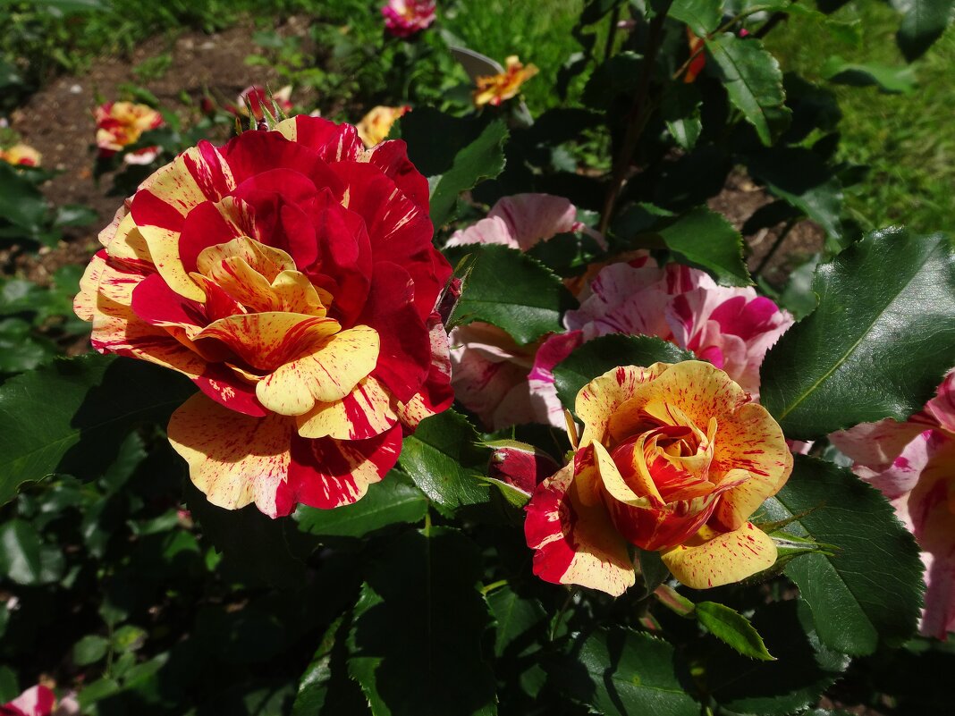 Пёстрые розочки - Лидия Бусурина