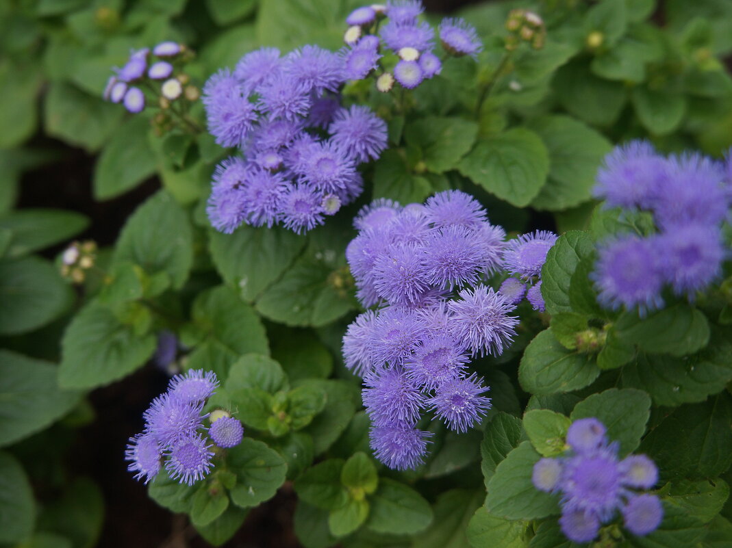 Агератум Гаустона / Долгоцветка - zavitok * Агератум Гаустона / Долгоцветка - zavitok *