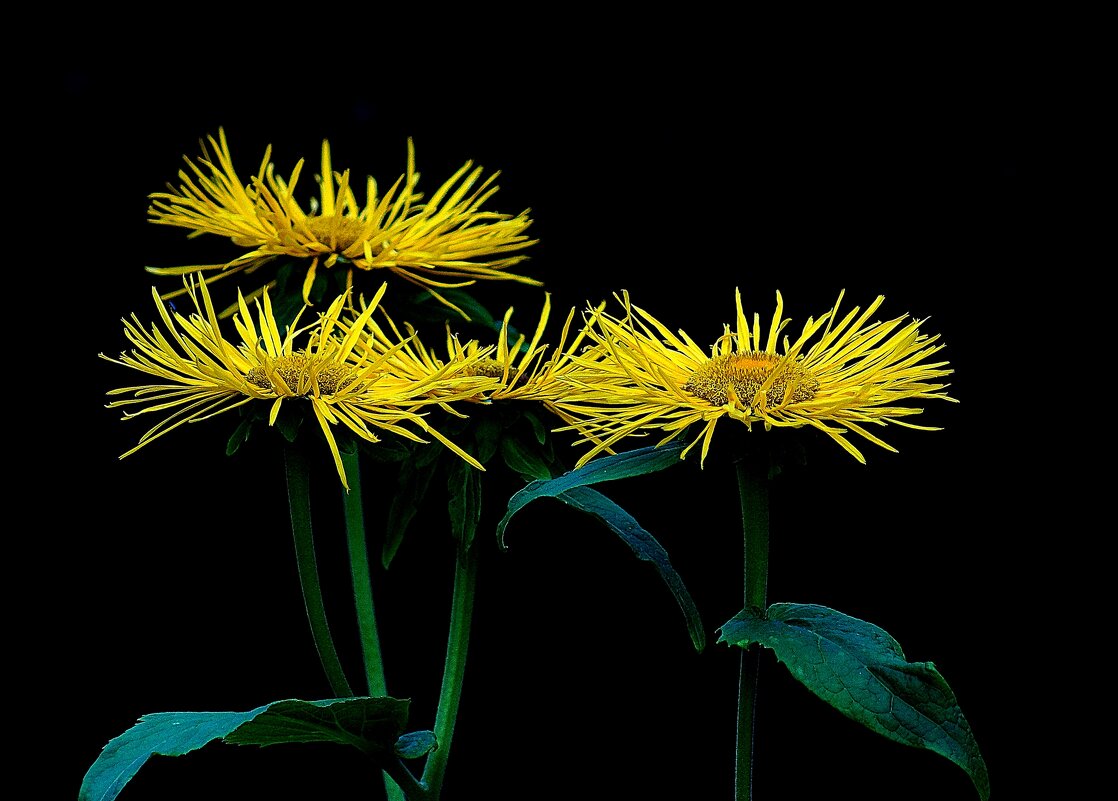 *** - Леонид leo