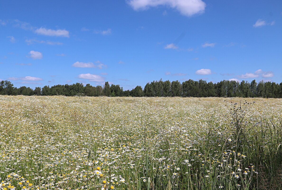 Ромашковое поле - Любовь Сахарова