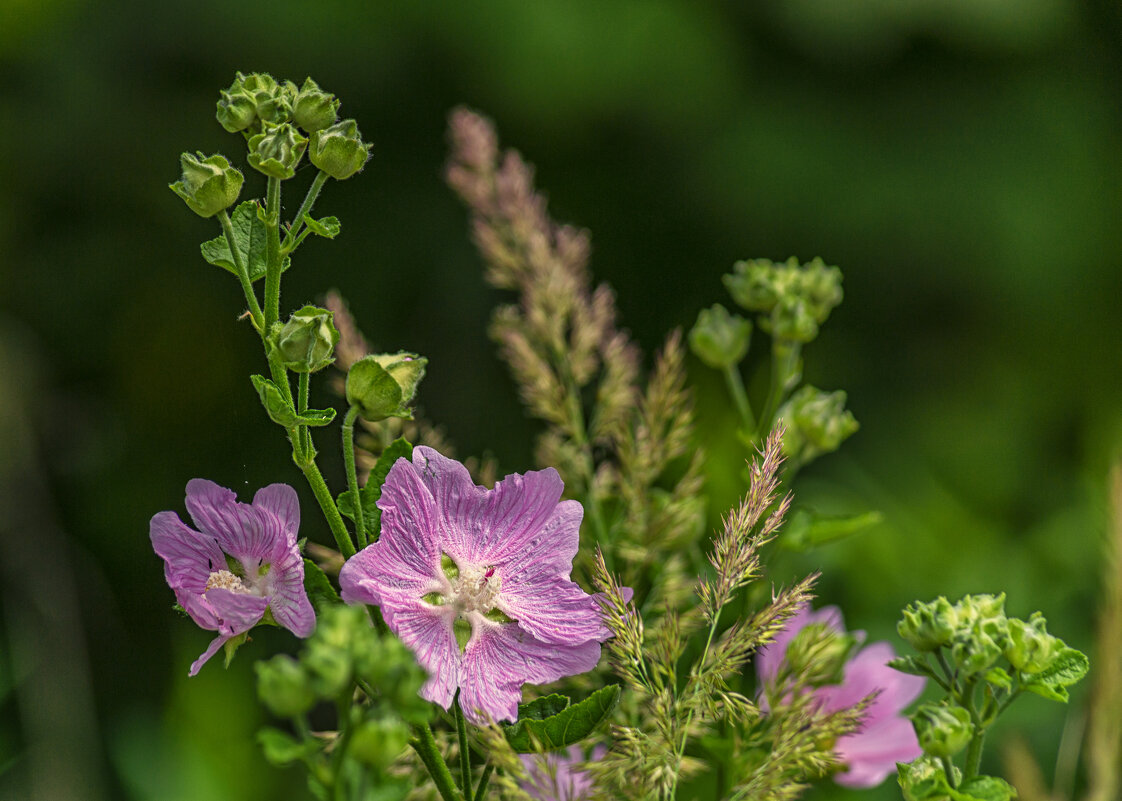 Цветы в лесу - Сергей Цветков