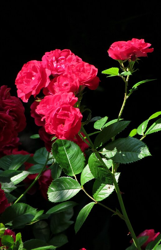 Роза - Роман Савоцкий