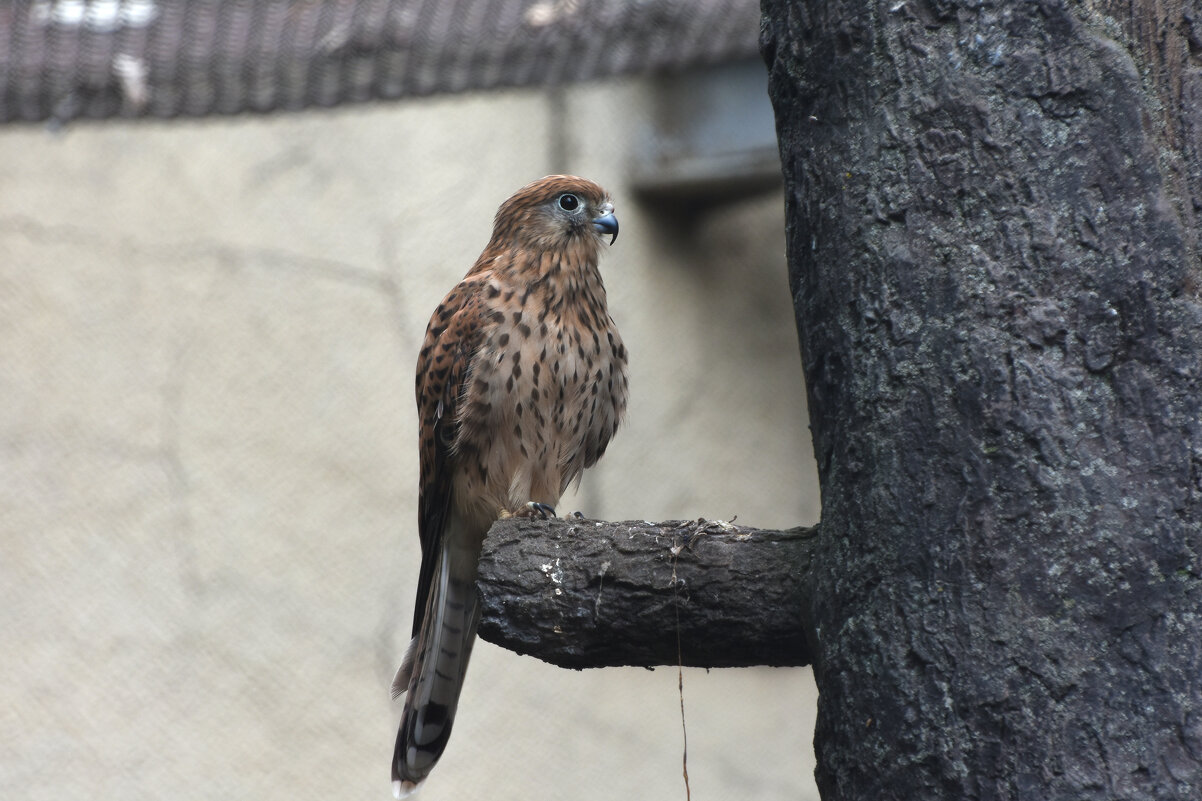 Московский Зоопарк. Пустельга. - Наташа *****
