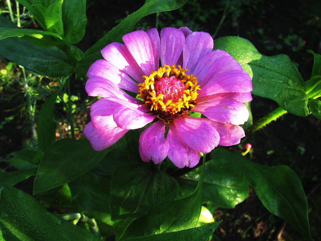 Нежная красавица - Людмила Смородинская