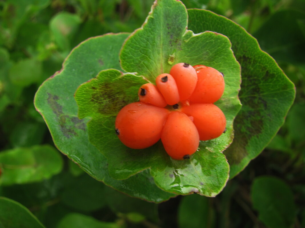 Каприфоль отцвела - Людмила Смородинская Каприфоль отцвела - Людмила Смородинская