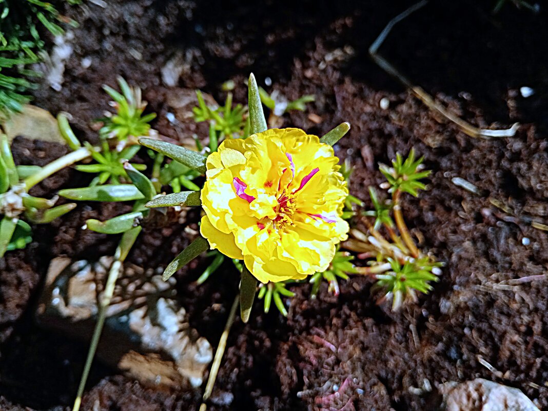 Цветы. - Владимир Драгунский