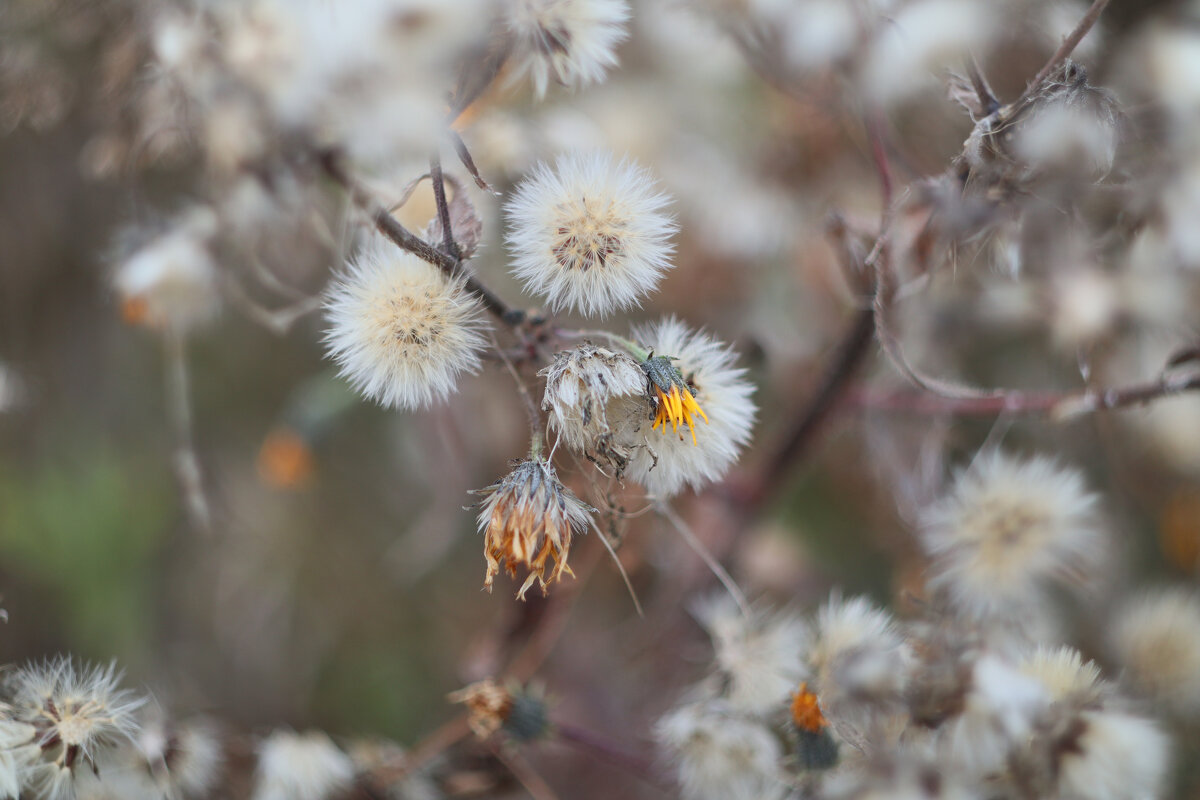 Цветы - пушистики - Дмитрий Петров