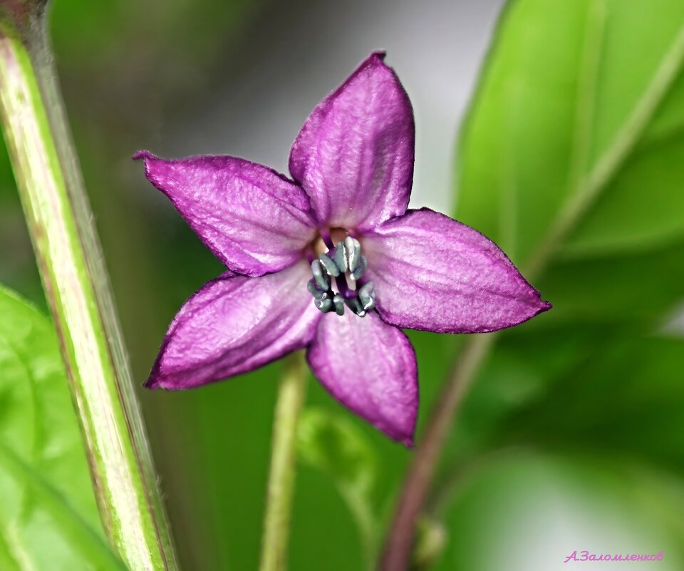 Когда цветёт перчик... - Андрей Заломленков Когда цветёт перчик... - Андрей Заломленков