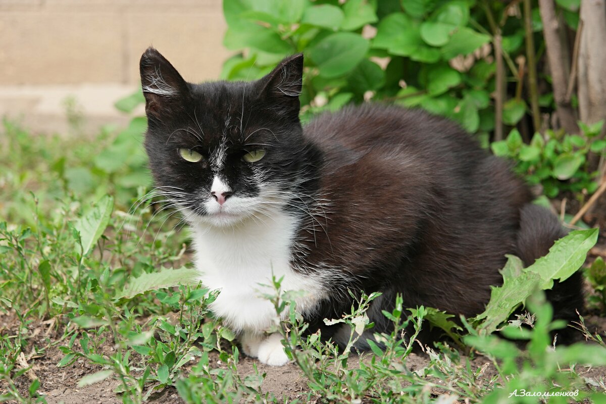 А лето проходит... - Андрей Заломленков