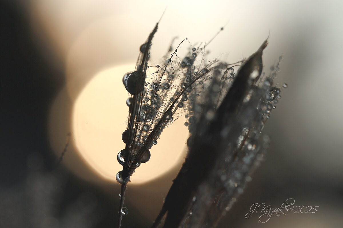 *** - Елена Kазак (selena1965)