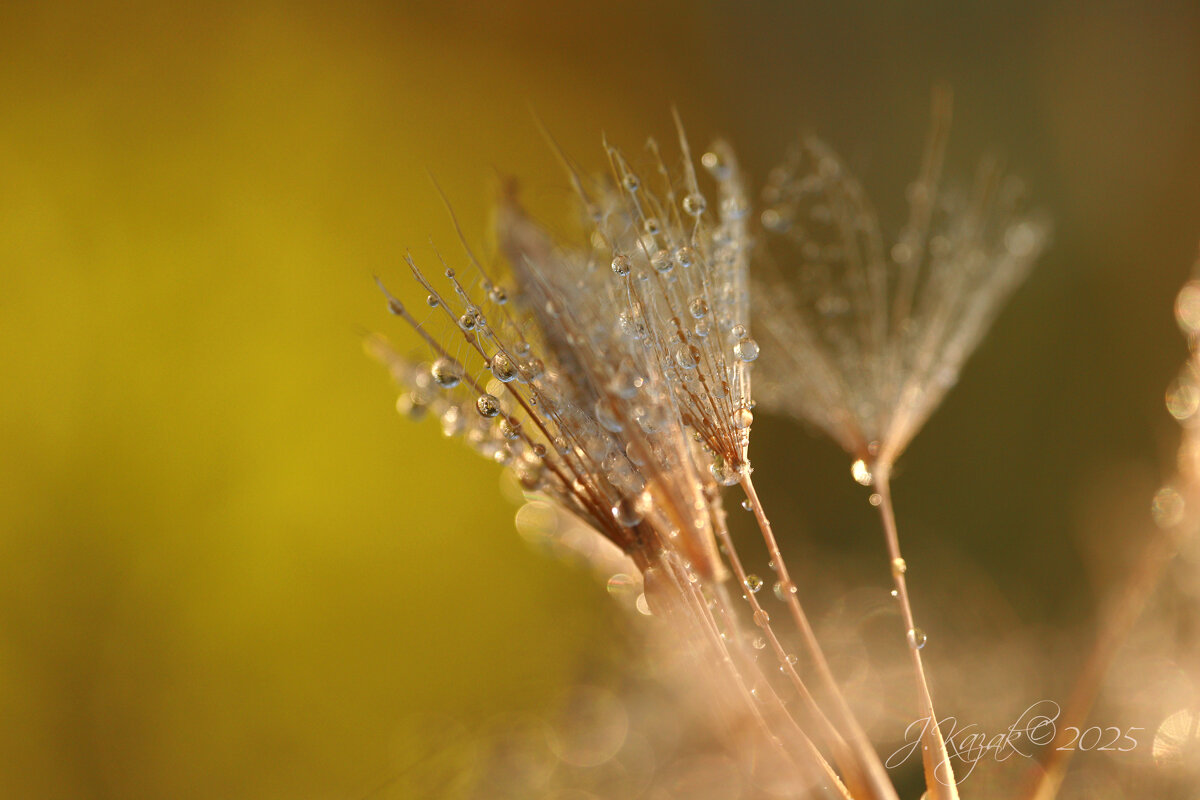 *** - Елена Kазак (selena1965)