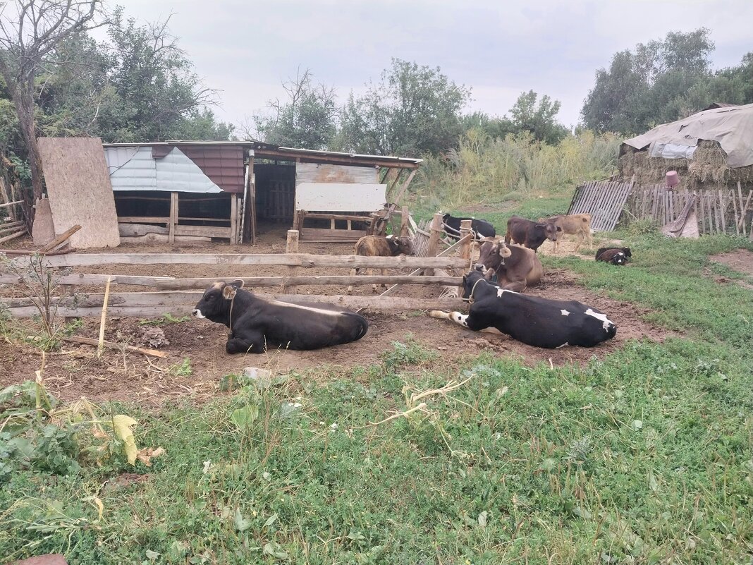 Ak Bulak. Talgar. - Murat Bukaev 