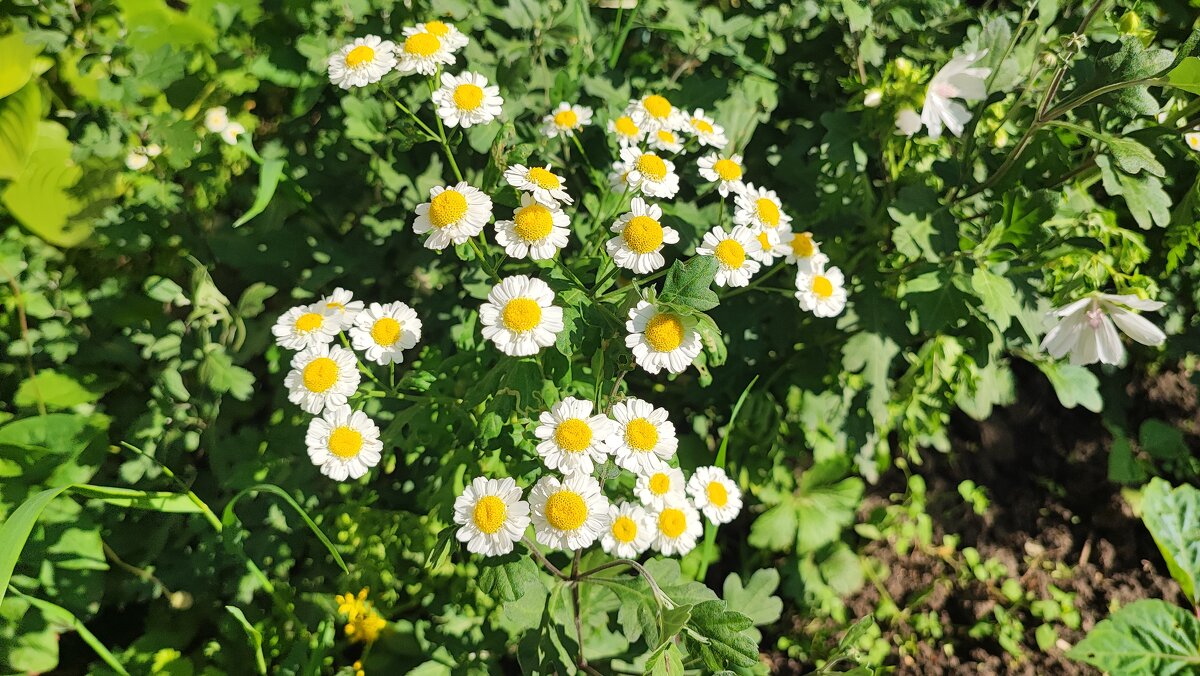 ,,, - Сергей Тимоновский