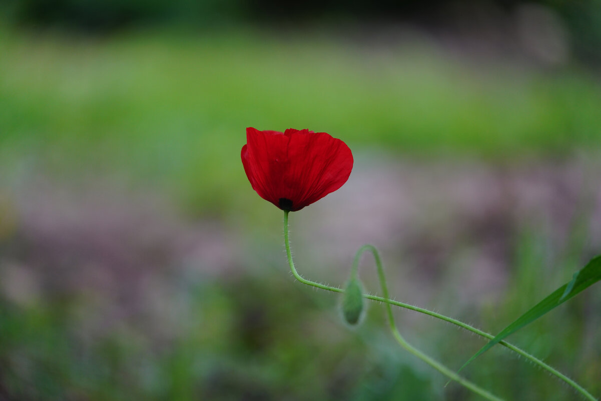 *** - Иван Литвинов