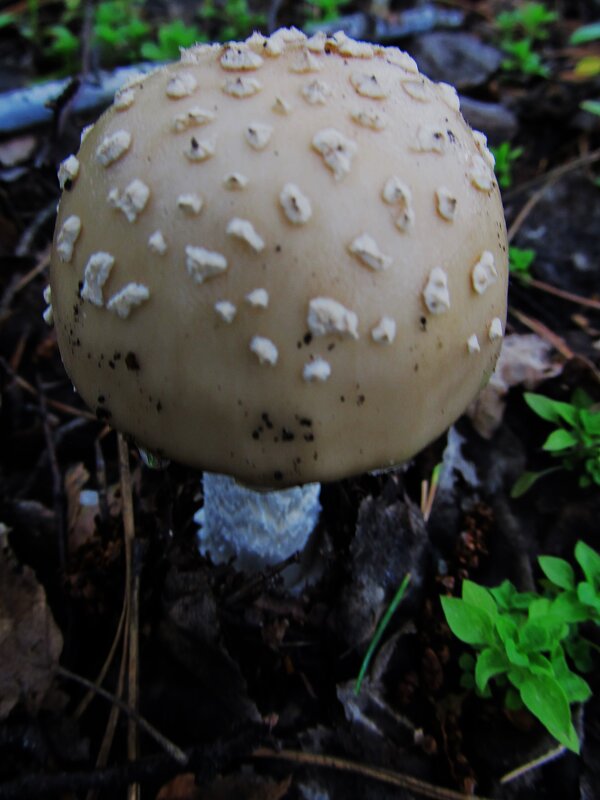 золотистый мухомор - Елена Шаламова золотистый мухомор - Елена Шаламова