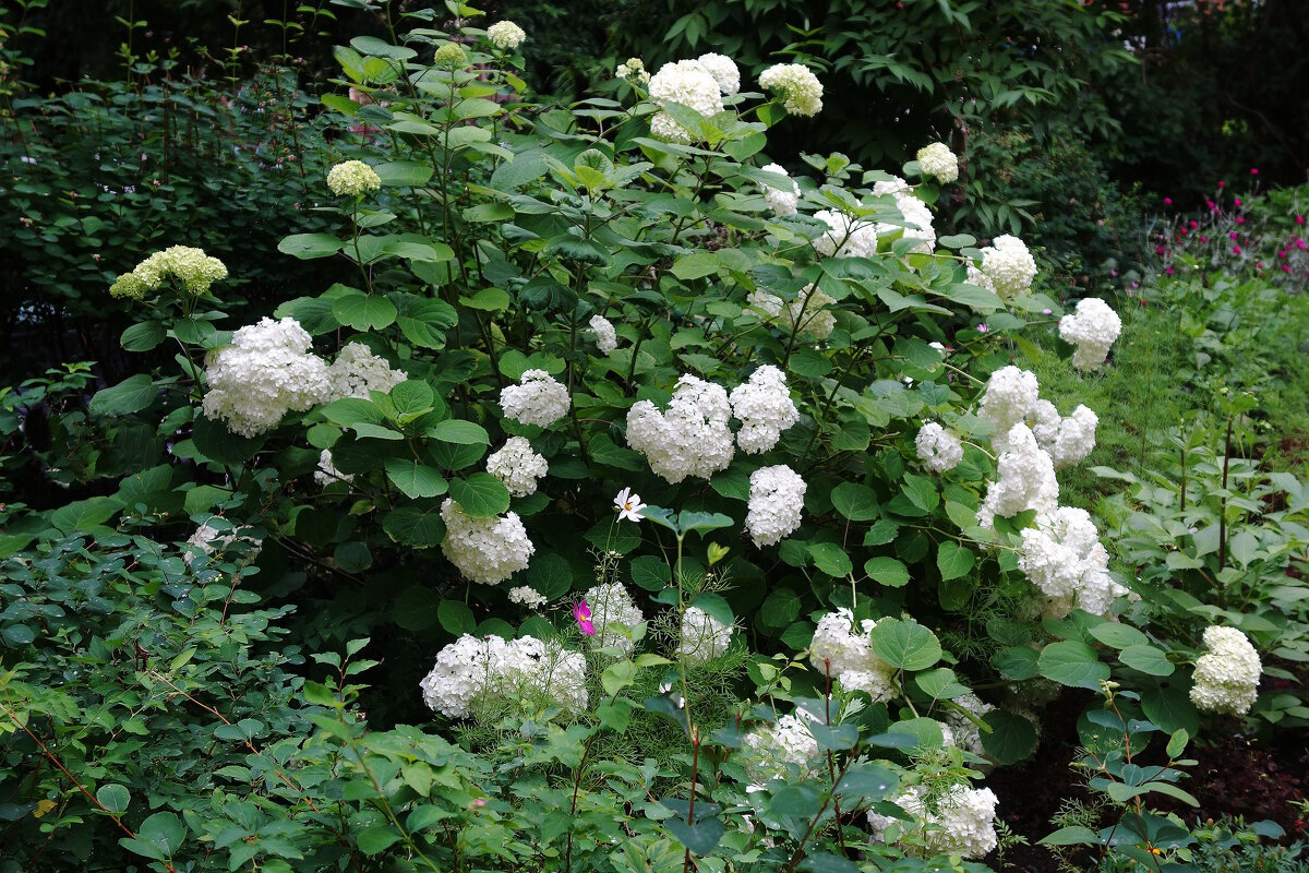 Гортензия - Рита Симонова