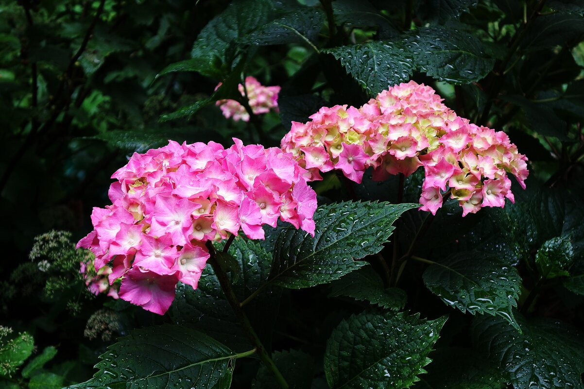 Гортензия - Рита Симонова