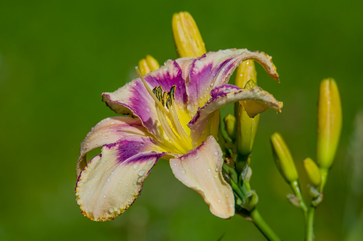 Лилейник. - Sergey (Apg)