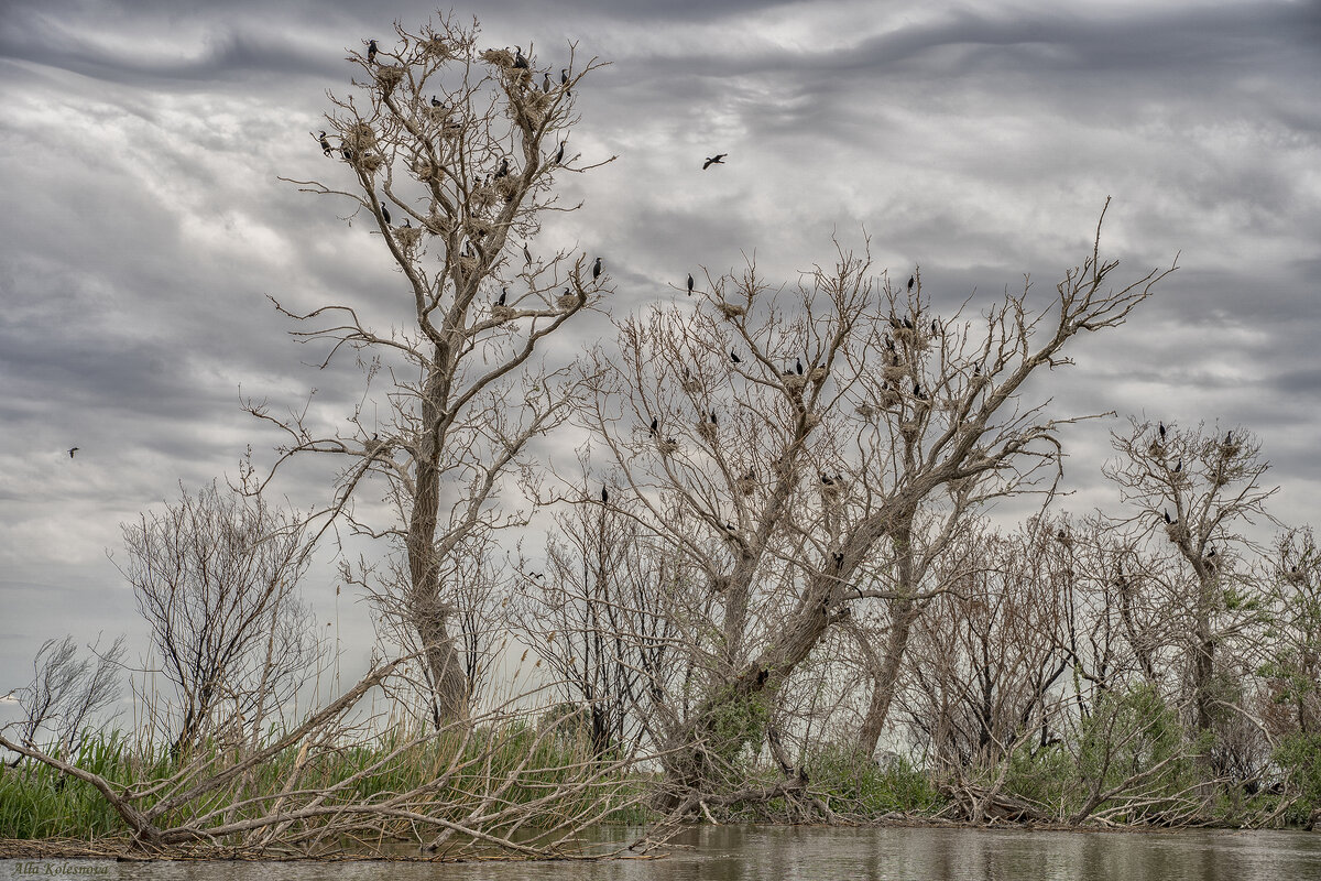 Гнезда бакланов на деревьях - Колеснова Алла 
