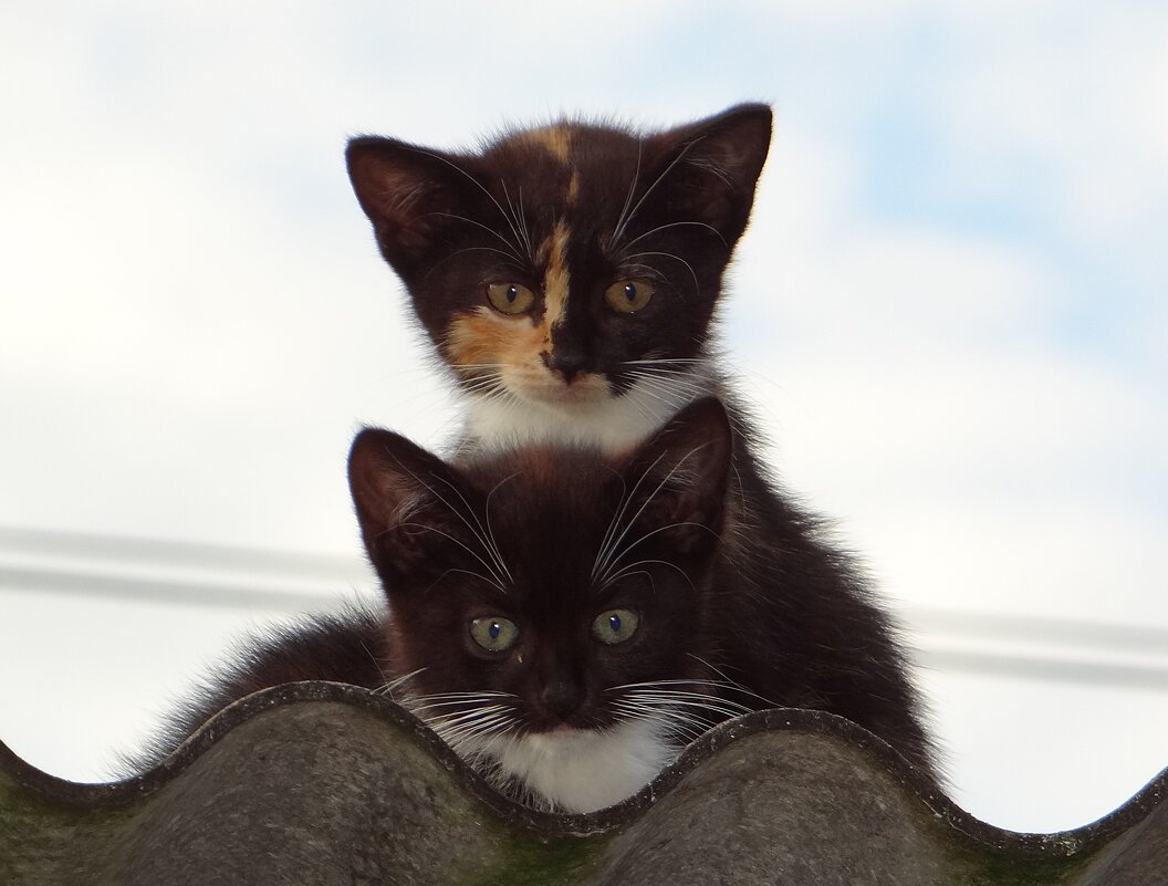 Котята на крыше - Антонина Гугаева