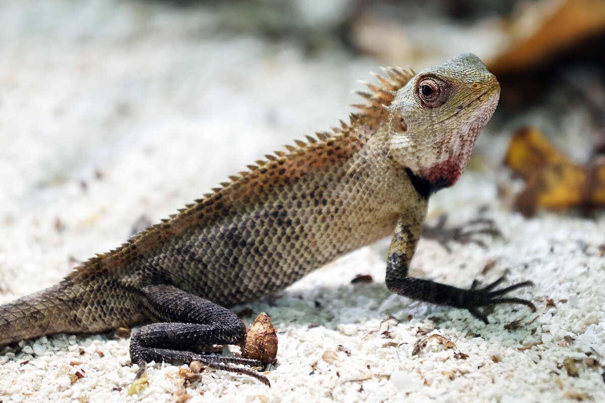 Мальдивы - Александра Николаева