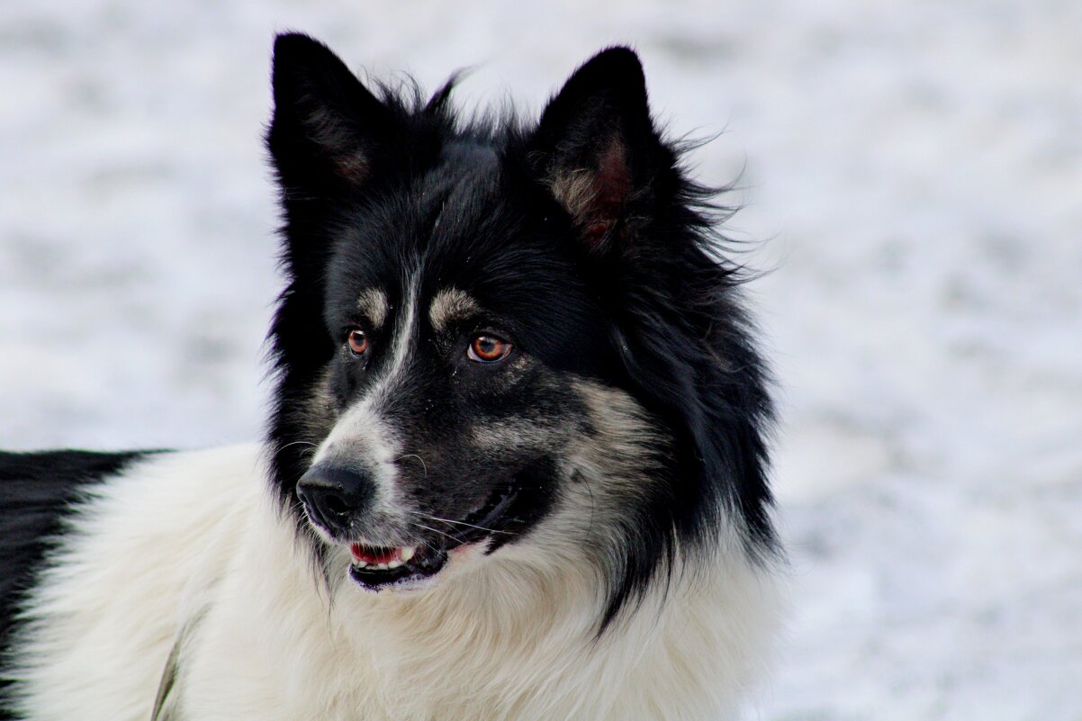 Взгляд - Дмитрий (Горыныч) Симагин