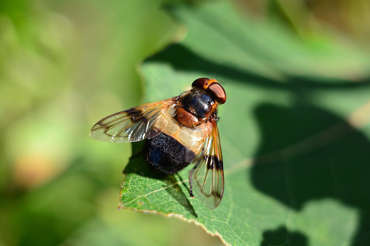 Журчалка прозрачная - Геннадий Супрун Журчалка прозрачная - Геннадий Супрун