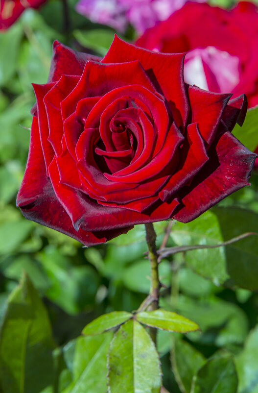 Роза - Анатолий Чикчирный