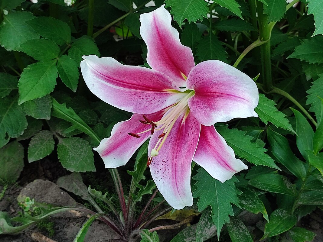 Лилия - Валентина Богатко 