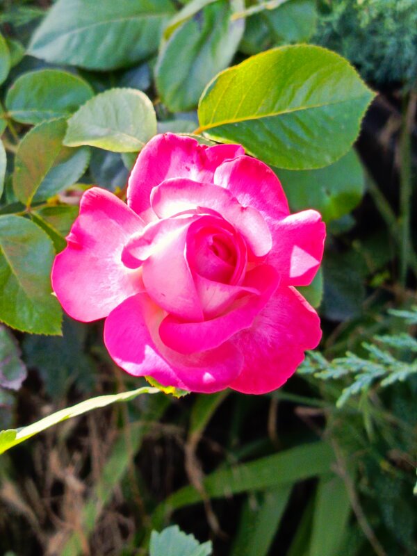 Лето и роза - Татьяна Пальчикова