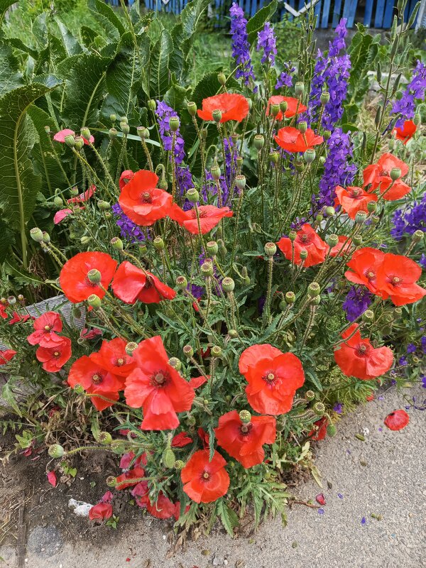 Маки - Татьяна Пальчикова