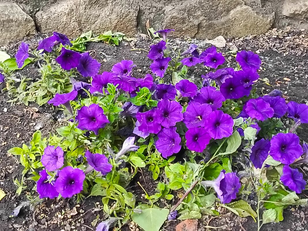 Петунии - Татьяна Пальчикова