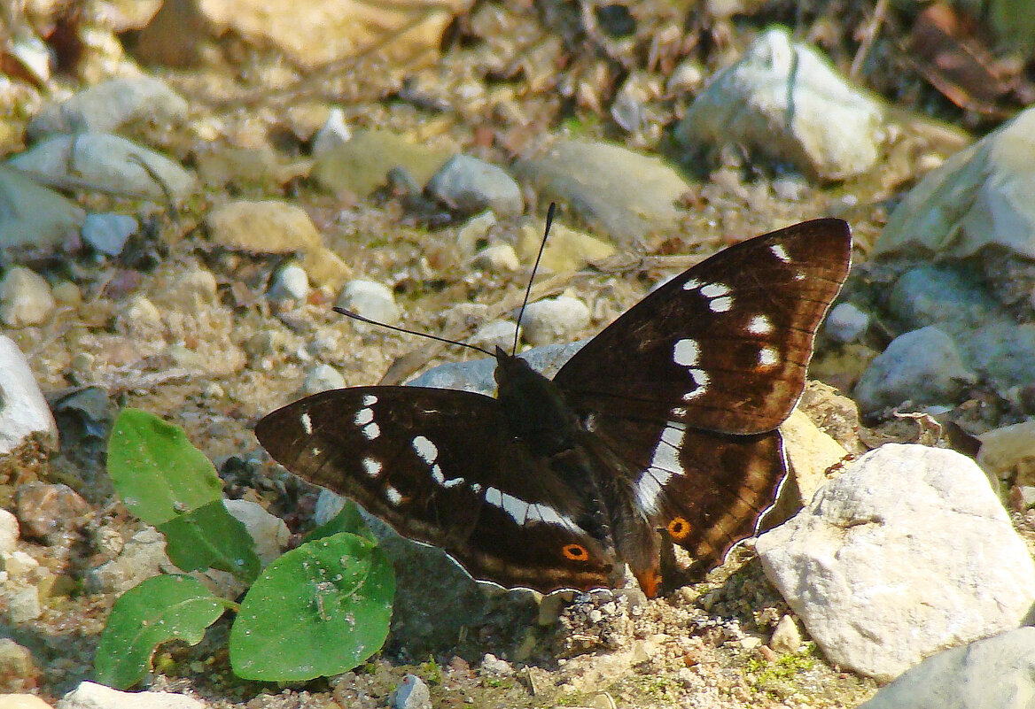 переливница ивовая - gawrilа - dan