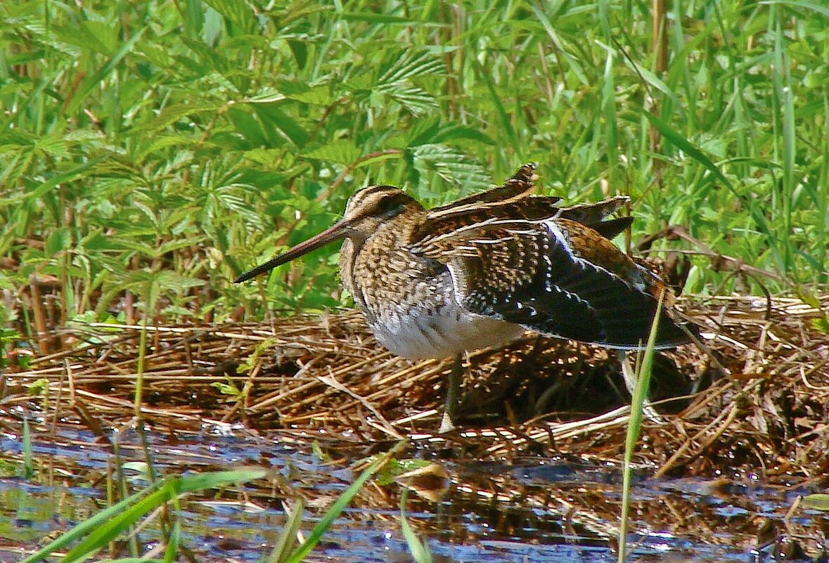 бекас - gawrilа - dan бекас - gawrilа - dan