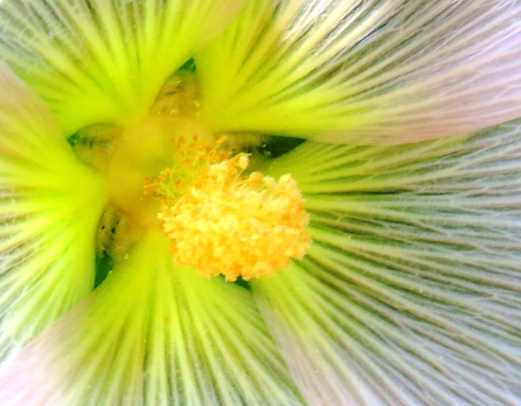 Внутри цветка мальвы - Андрей Снегерёв